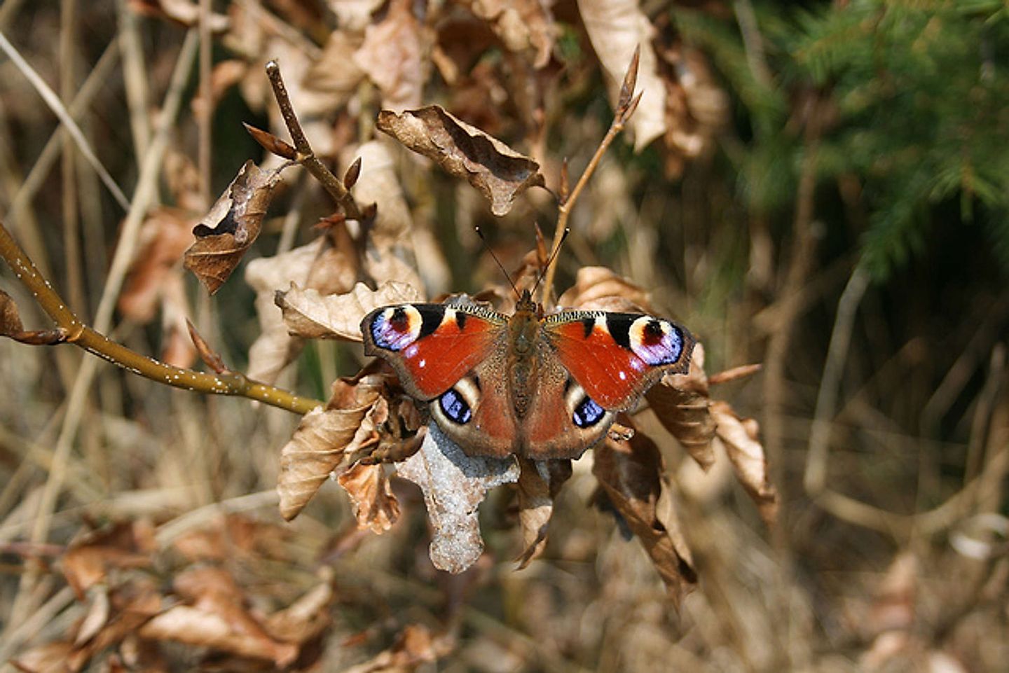 2009_04_11510864934_9ff821c573_z