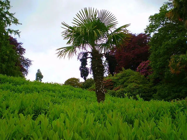 Glendurgan Garden