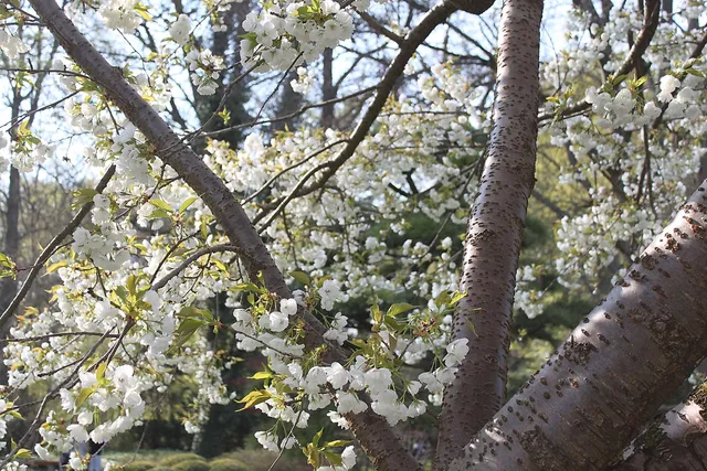 Schönes Wetter und Picknick im Park