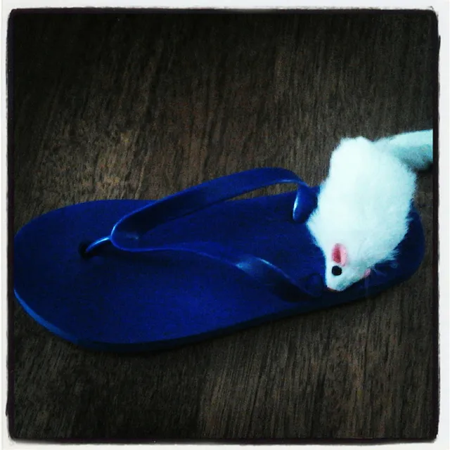 Von Bewerbungen, Neuerscheinungen und Katzen im Küchenschrank