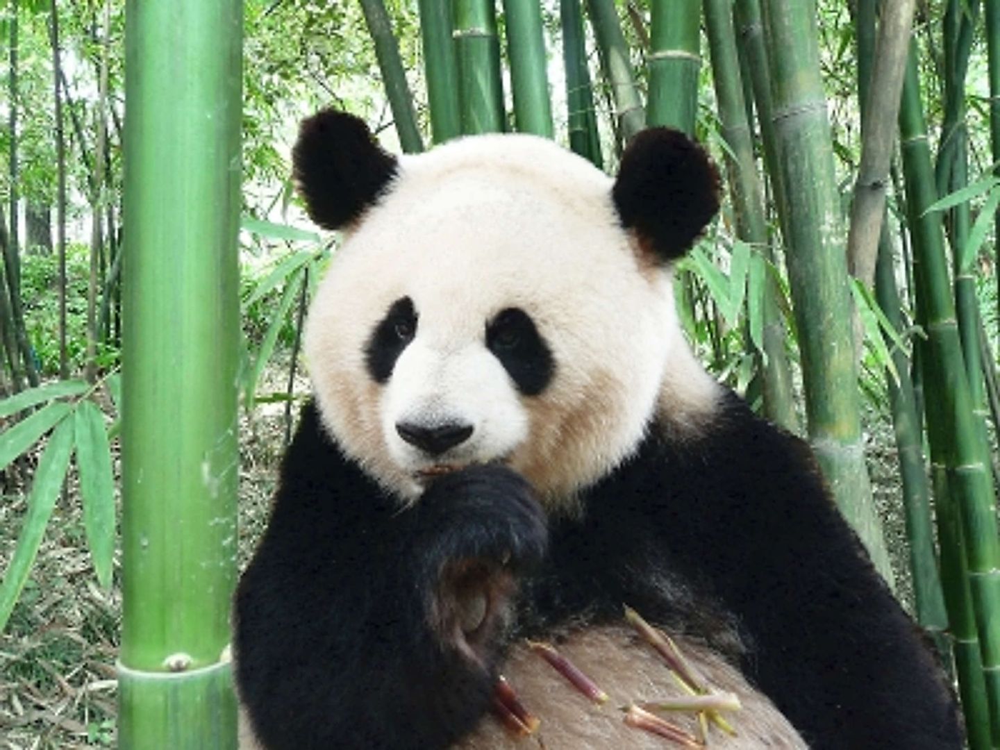 2012_07_265502_web_r_b_by_cornerstone_pixelio-de