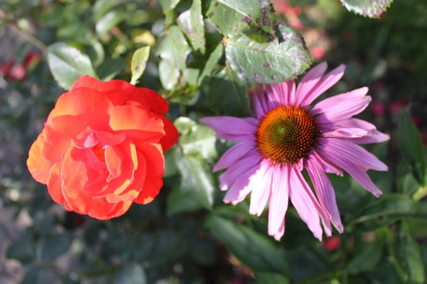 2012_08_270676_238763809479089_6574298_n