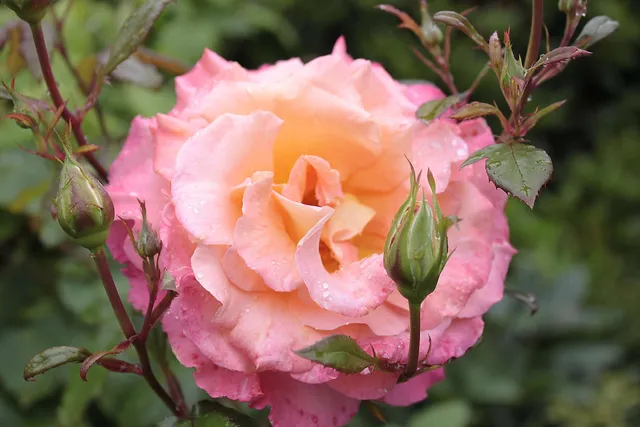 Schneeweißchen und Rosenrot