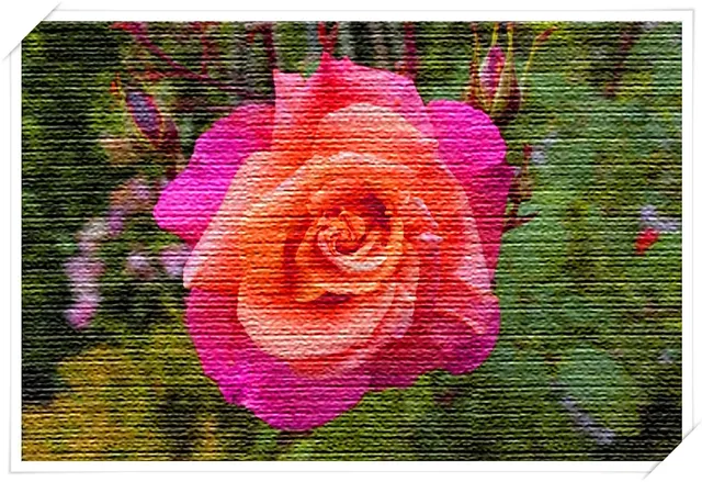 Die Rosen von Sarajevo