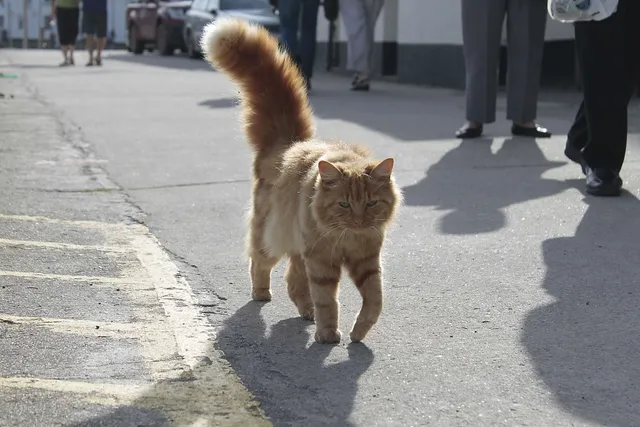 Der Kater und der Leuchtturm