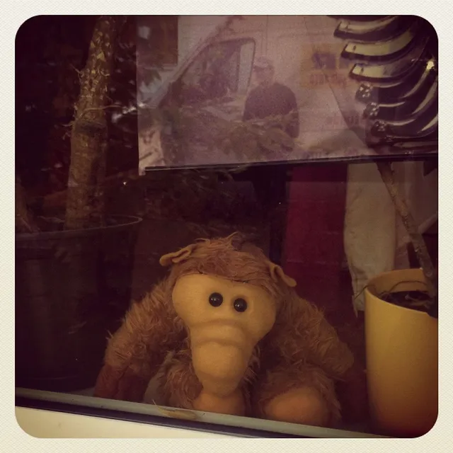 Das Pony im Wäschetrockner