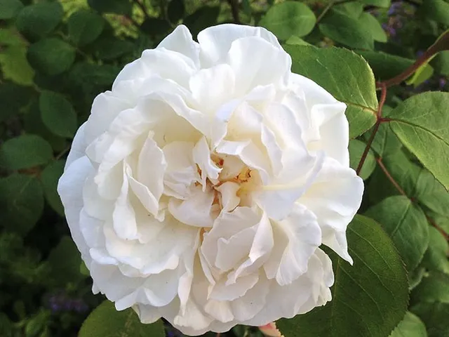 Nachruf für Stéphane Frédéric Hessel