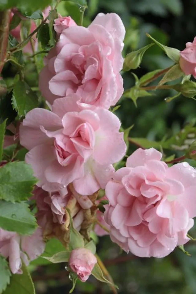 `Bild: Anne Reko 6/2012`