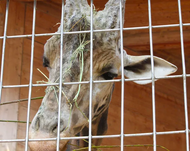 Wie ich zu Zoos stehe
