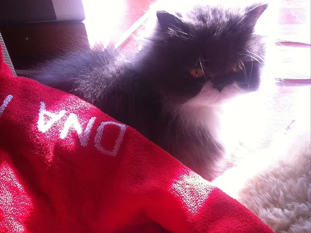 Keine Panik! Today is International Towel Day