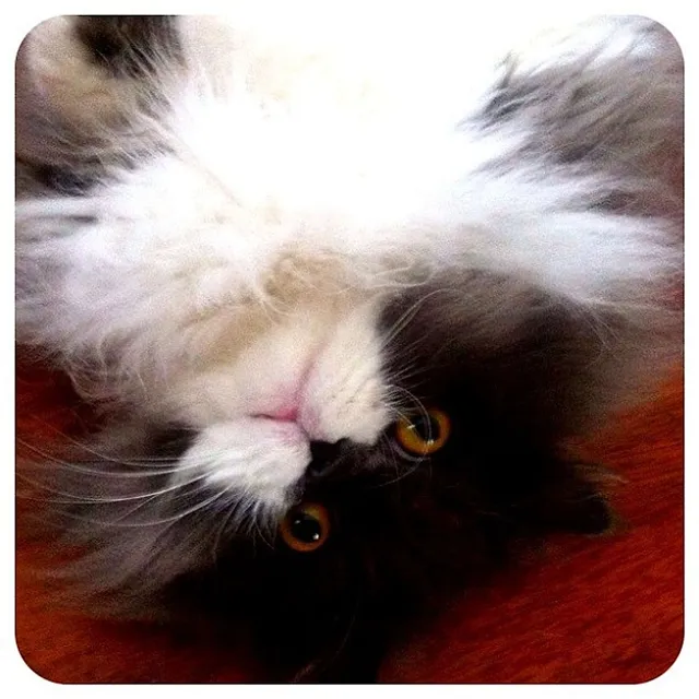 `Seine Majestät Flauscheball`