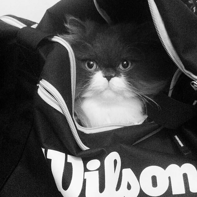 `Chili will mit zum Sport`