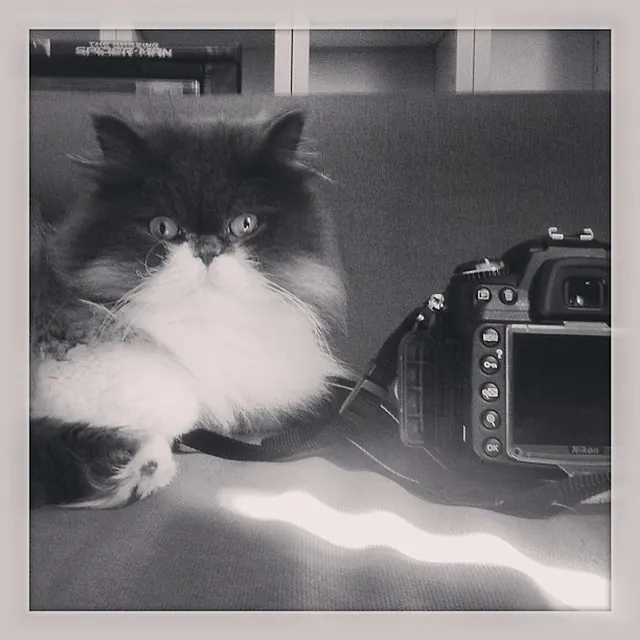 `Chili passt auf die Kamera auf`