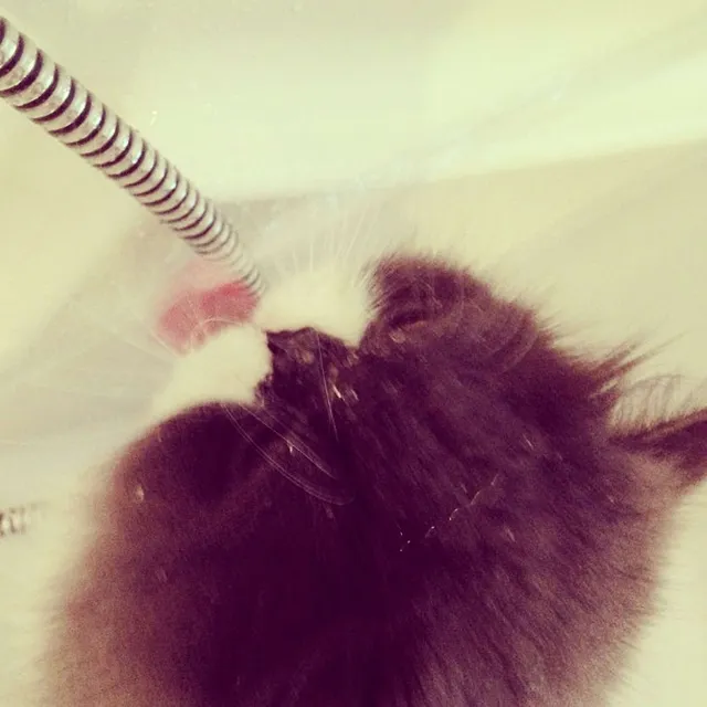 `Chili bei seiner Lieblingsbeschäftigung`