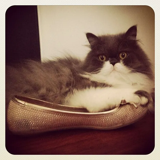 `Chili passt auf meine Schuhe auf`