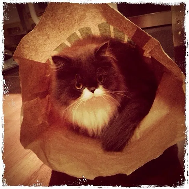 `Chili in der Tüte`