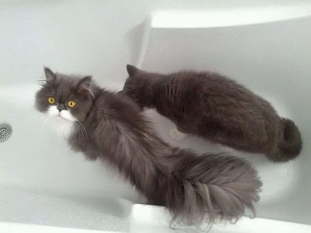 Morgendlicher Anruf eines Chirurgen