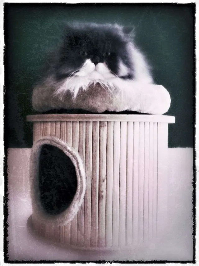 `Chili auf seinem Thron`