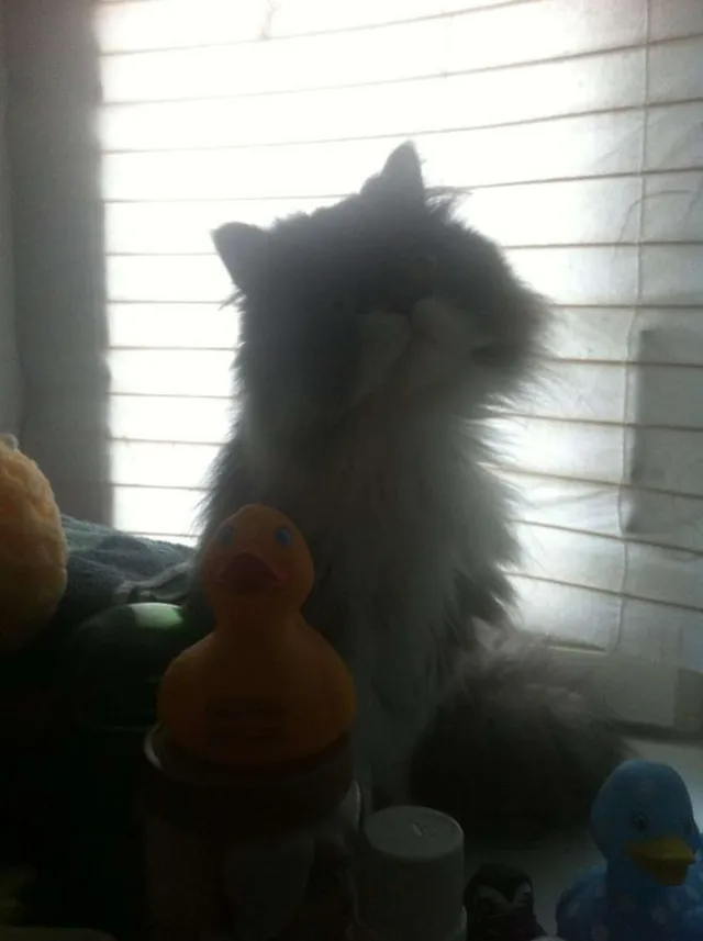 `Chili mit seinen Enten`