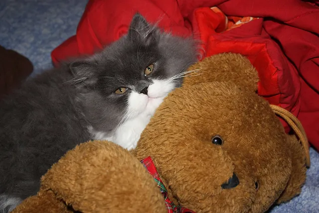 `Mit dem Wärmebär`