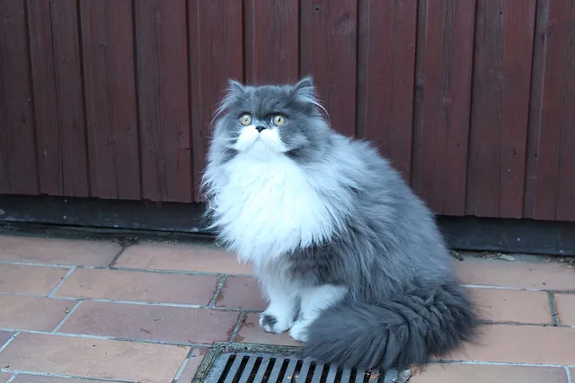 `Chili auf dem Balkon`