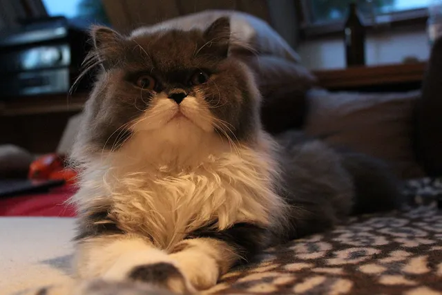 Die Rehabilitation eines tapferen Katers