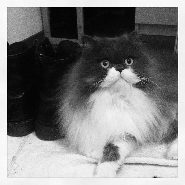 `Chili bewacht den Eingang`