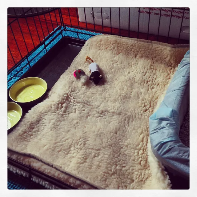 `Der Käfig vor Chilis Einzug`