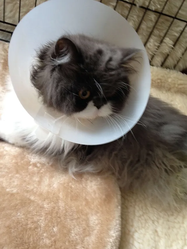 `Chili nach dem Eingriff`