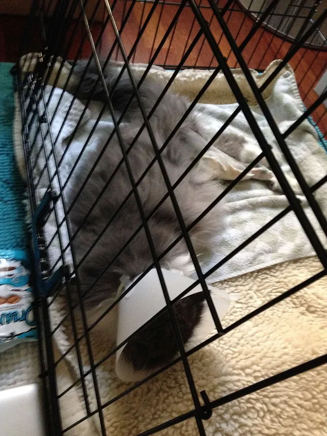 `Chili geht es schlecht`