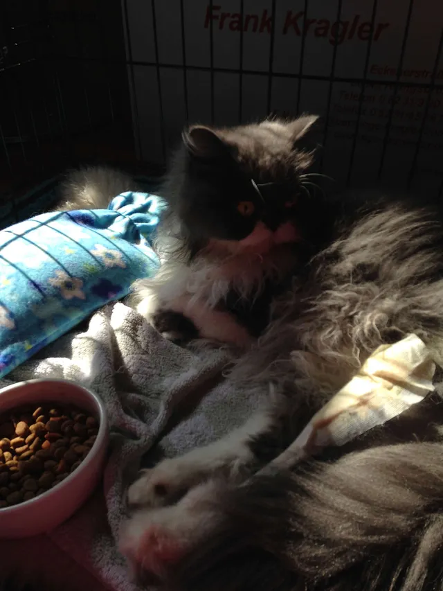 `Wir haben ihm die Halskrause abgenommen`