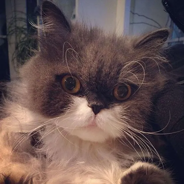 `Dem Kater geht es wieder besser`