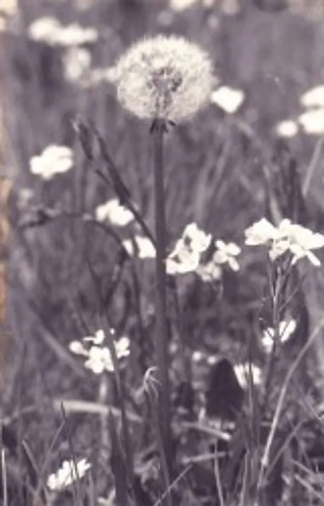 `Damals - Pusteblume`