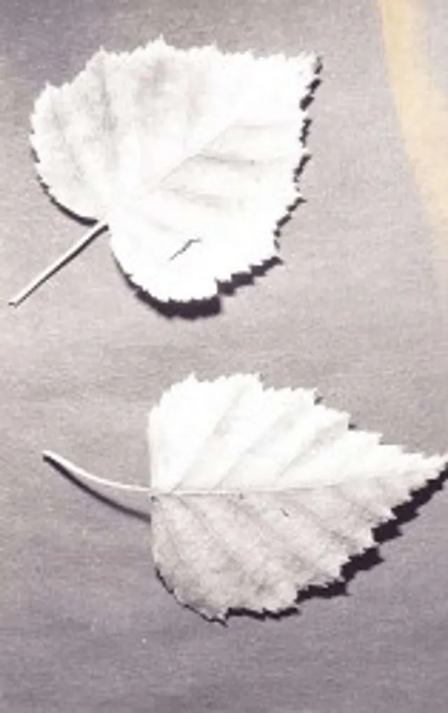 `Damals - Herbstlaub`