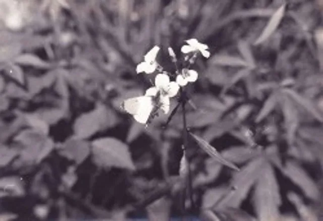 `Damals - Osterwiese`