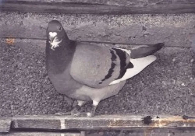 `Damals - Opas Brieftaube`