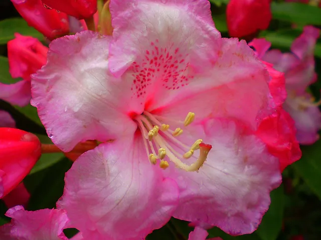 `Rhododentron in Glendurgan Garden`