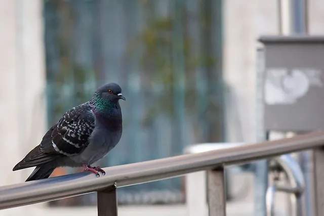 `Taube in Venedig 2014`