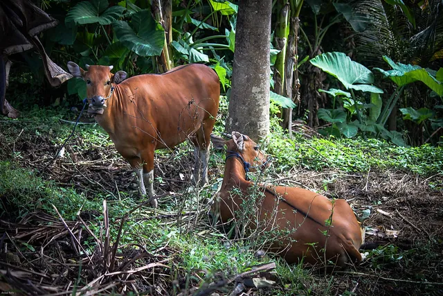 `Soja & Klimaschutz`