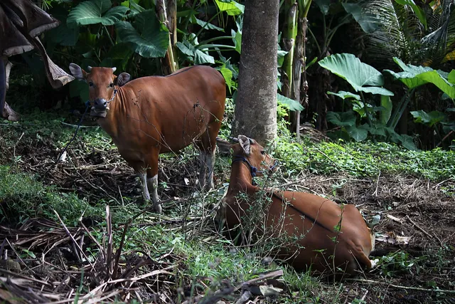 `1 kg Rindfleisch erzeugt so viele Treibhausgase, wie über 1.600 km Autobahnfahrt`