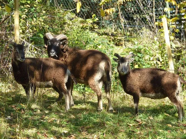 Johanna vom Lebenshof Amoa