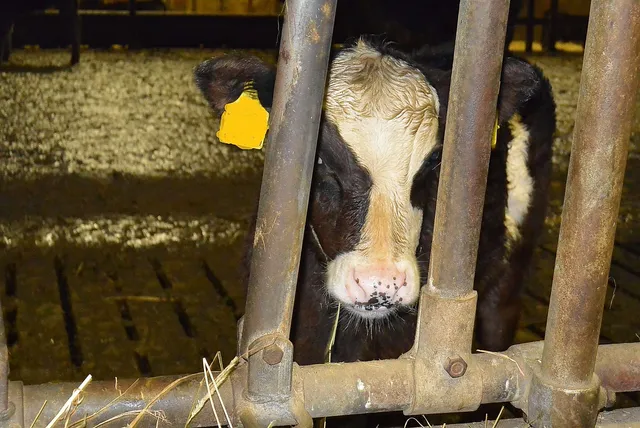 `Angusrind Nr. 64135`