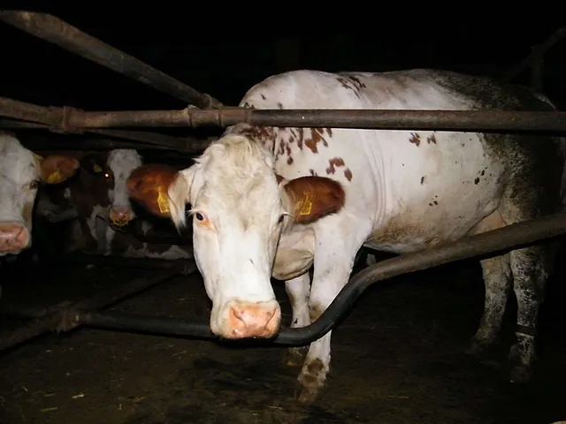 `Biokuh im Biostall biowahrheit.de`