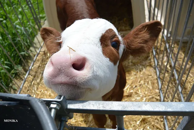 Pflanzenmilch? Wieso denn bloß?