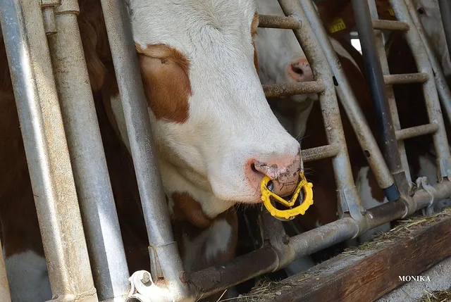 `Durchgehender Nasenring und Viehsaugentwöhner`