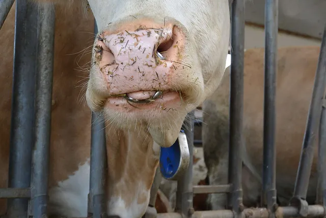 `Eingewachsener Nasenring`