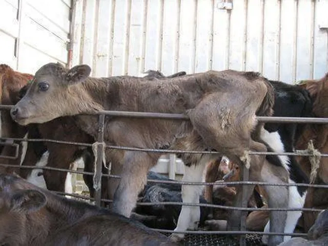 `Es hat seine Mutter nie gesehen und landet mit fünf Monaten hier- Im Schlachthof der Kälber`