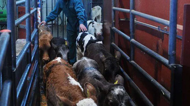 `EU-Sammelstelle Welden-Reutern kurz vor dem Transport nach Spanien`