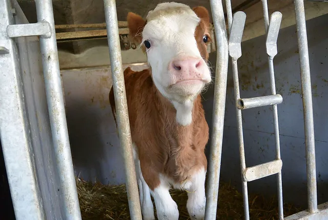 `Ich möchte zu meiner Mama!`