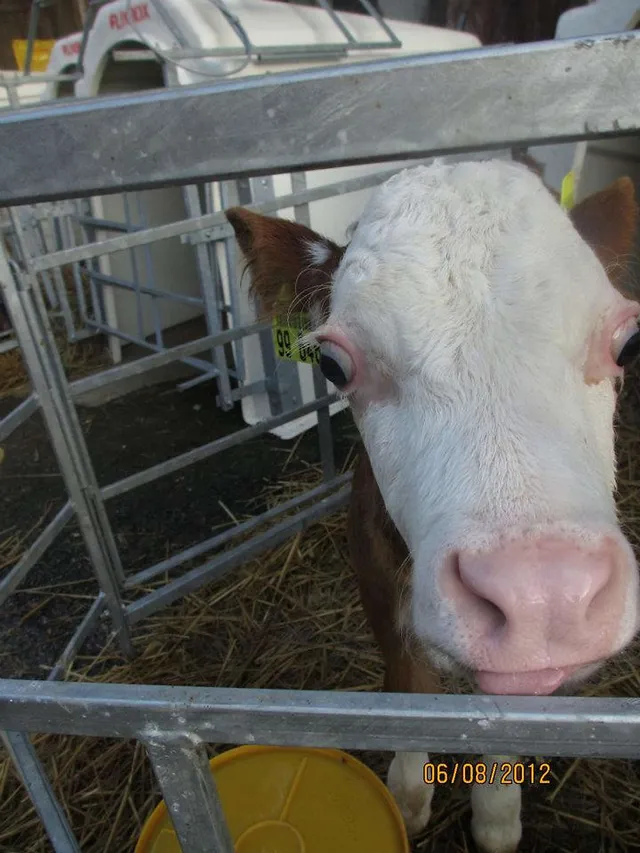`Kalb unter extremem Stress`